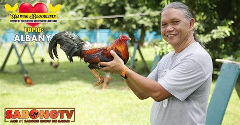 sabong tv usapang bloodline|Usapang Albany Bloodline with Doc Jun Cueto.